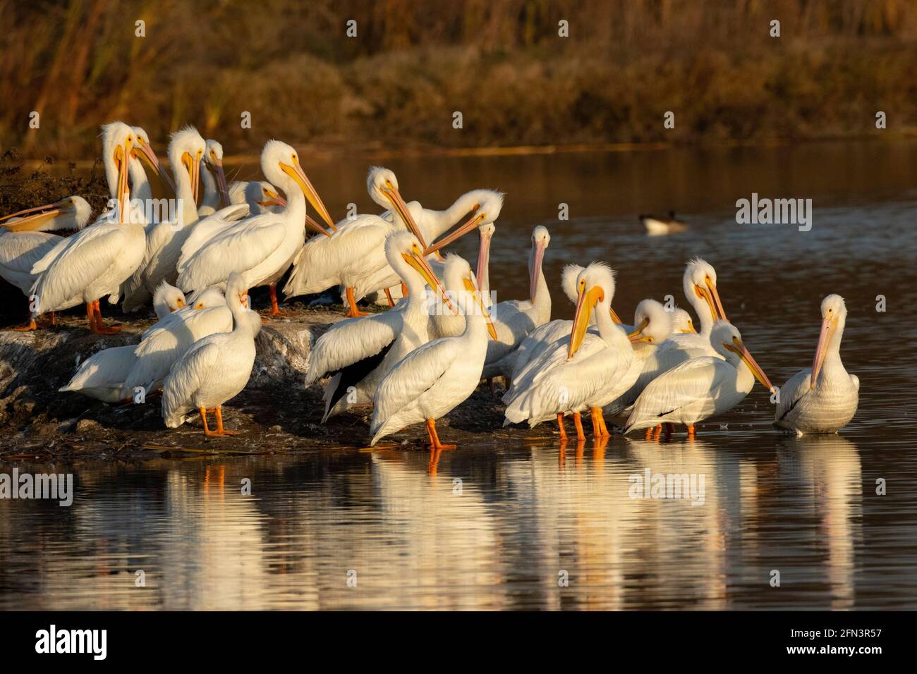 Il gregge bianco americano pelicano si allaccia nella palude d'acqua dolce, il Pelecanus erythrorhynchos, la valle di San Joaquin, la contea di Stanislaus, la California Foto Stock