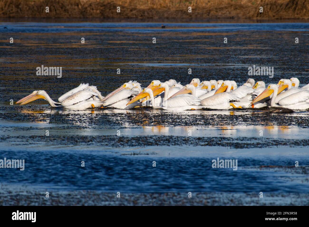 Il Pelican bianco americano accatastare superficie-alimentando in zone umide di acqua dolce, San Joaquin Valley, contea di Stanislaus, California, Pelecanus erythrorhynchos Foto Stock