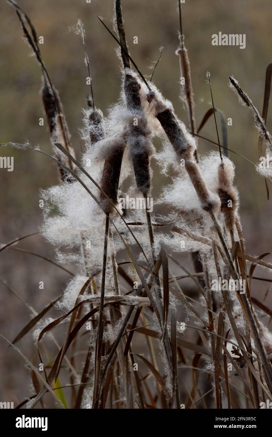 Cattail maturo, Typha latifolia, disperdendo i semi attraverso il vento. San Joaquin Valley, San Luis National Wildlife Refuge, Merced County, California Foto Stock