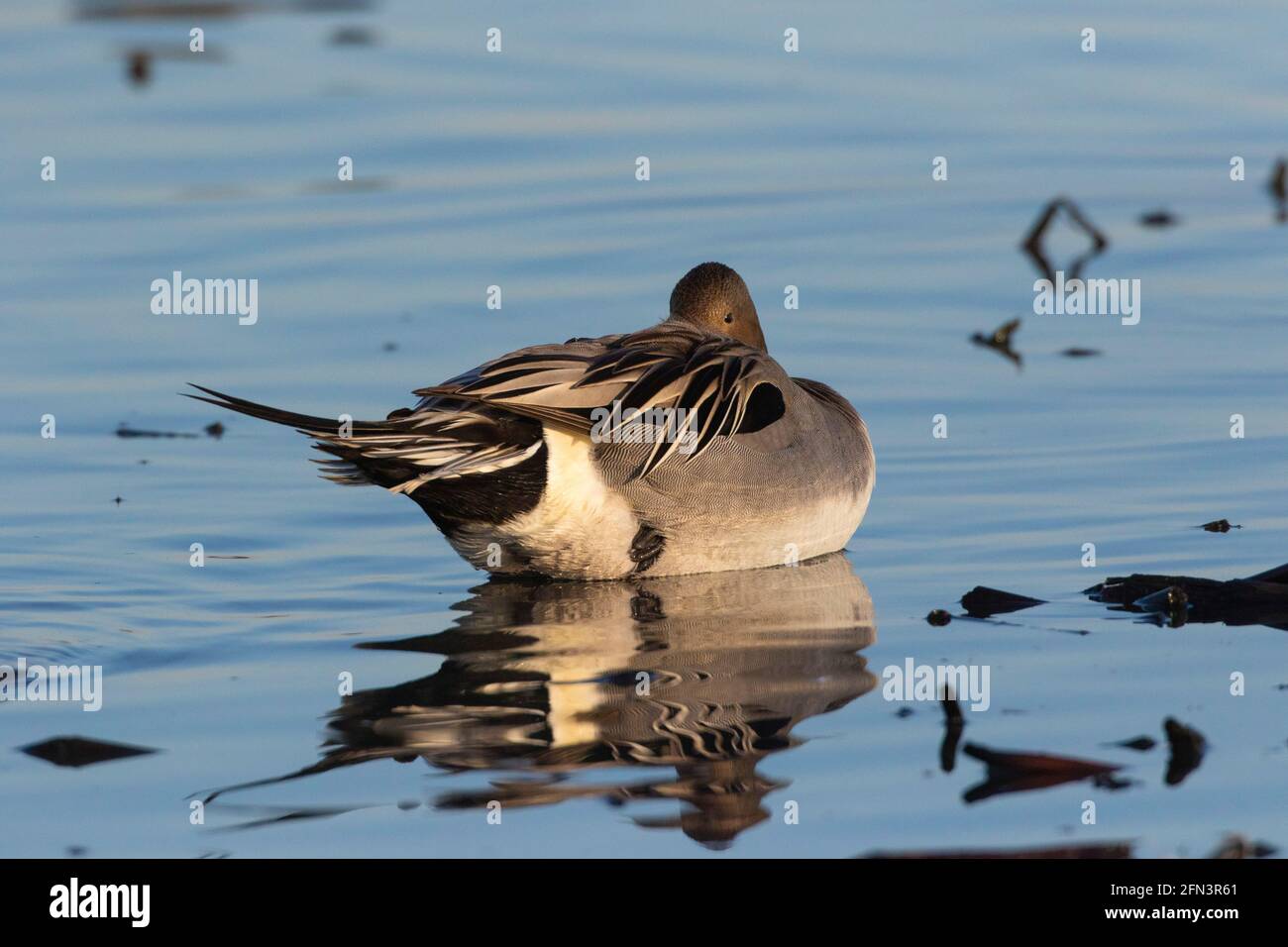 Northern Pintail drake, Anas acuta, che si allena in zone umide poco profonde al Merced National Wildlife Refuge, San Joaquin Valley, Merced County, California Foto Stock