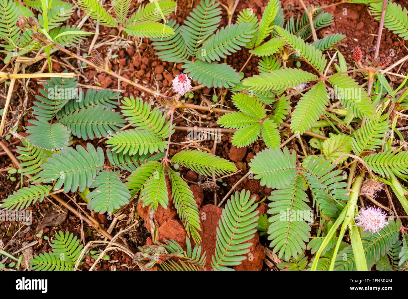 Impianto Mimosa Foto Stock