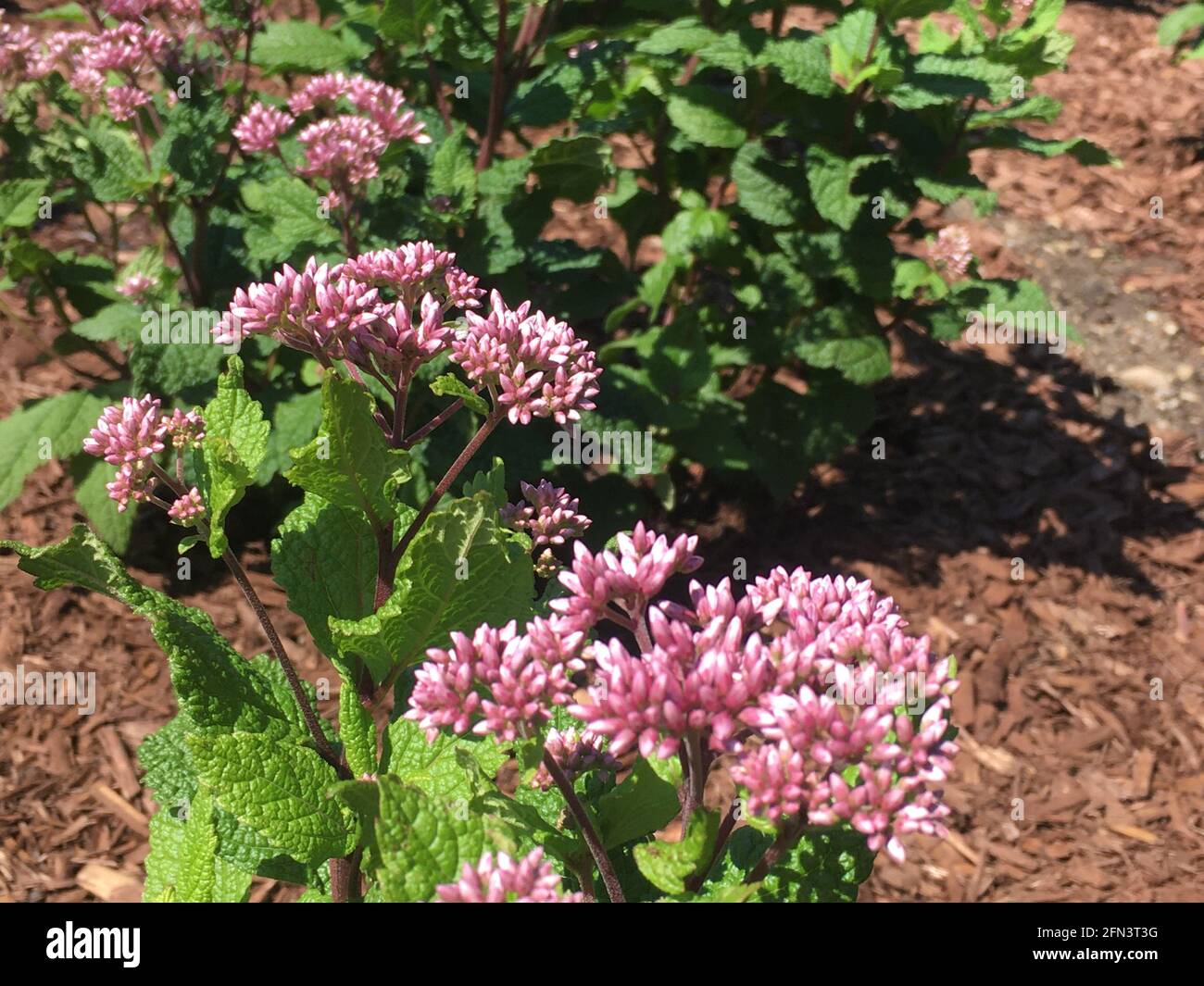 I fiori d'acero (Asclepias syrica) in estate. È nativo del Nord America e attrae le farfalle Monarch. Foto Stock