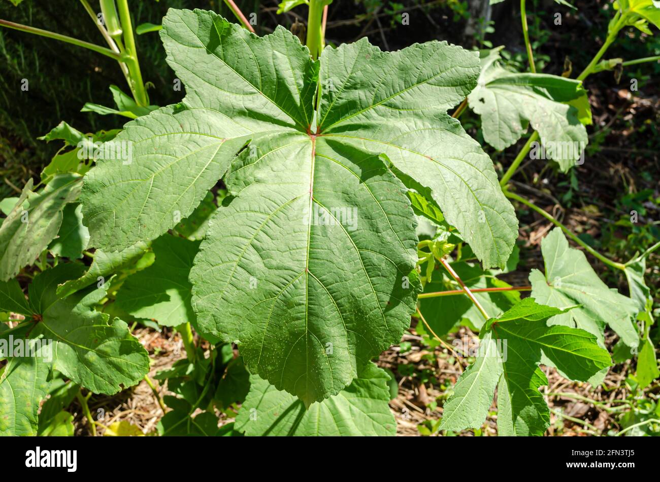 Primo piano di Okra Leaf Foto Stock