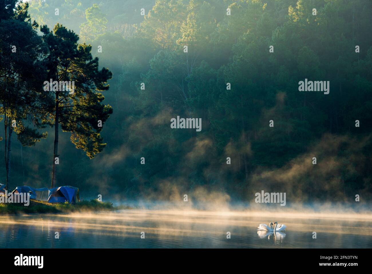 Mattina al lago Pang Ung, Pang Ung Mae provincia di Hong Son, a nord della thailandia, due cigni sono nuoto. Foto Stock