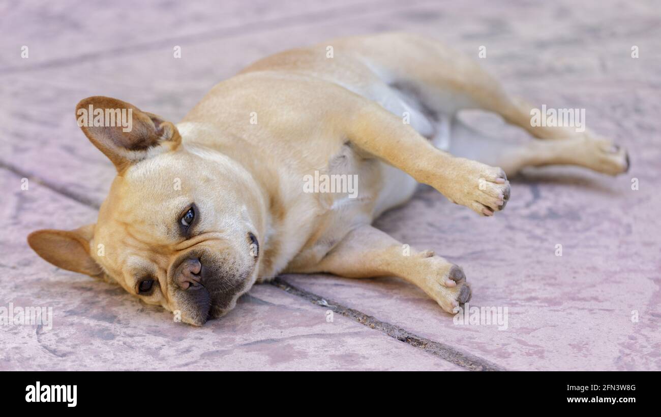 Tan francese Bulldog maschio poggiando comodamente sul suo lato. Foto Stock