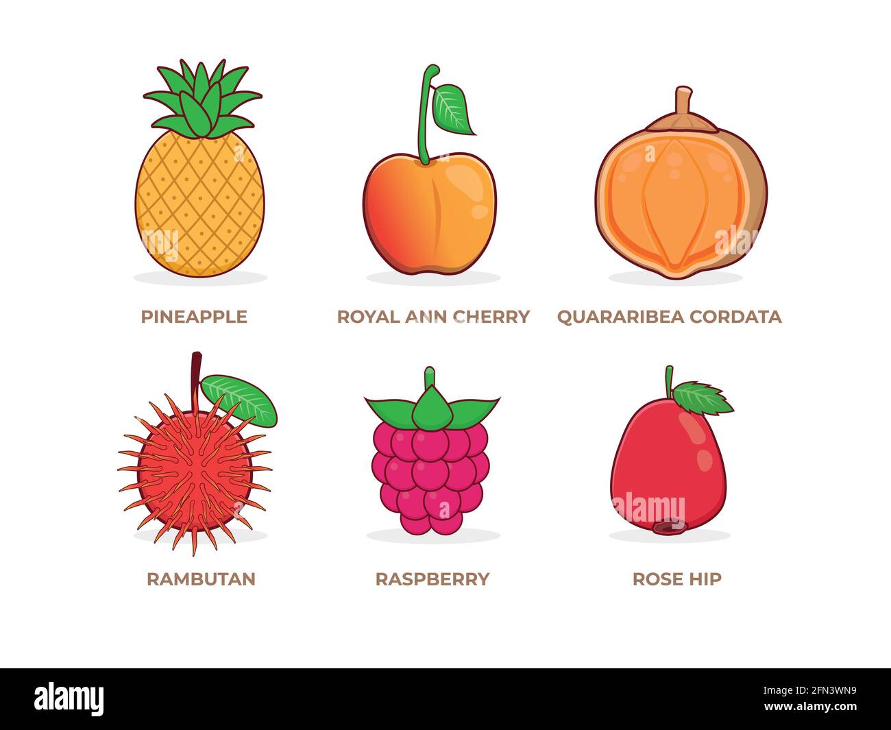 Set di frutta Illustrazione di frutti vari. Ananas, Ciliegio reale di Ann, cordata di Quararebia, Rambutan, Raspberry e Rosa Hip Fruit Vector Illustrazione Vettoriale