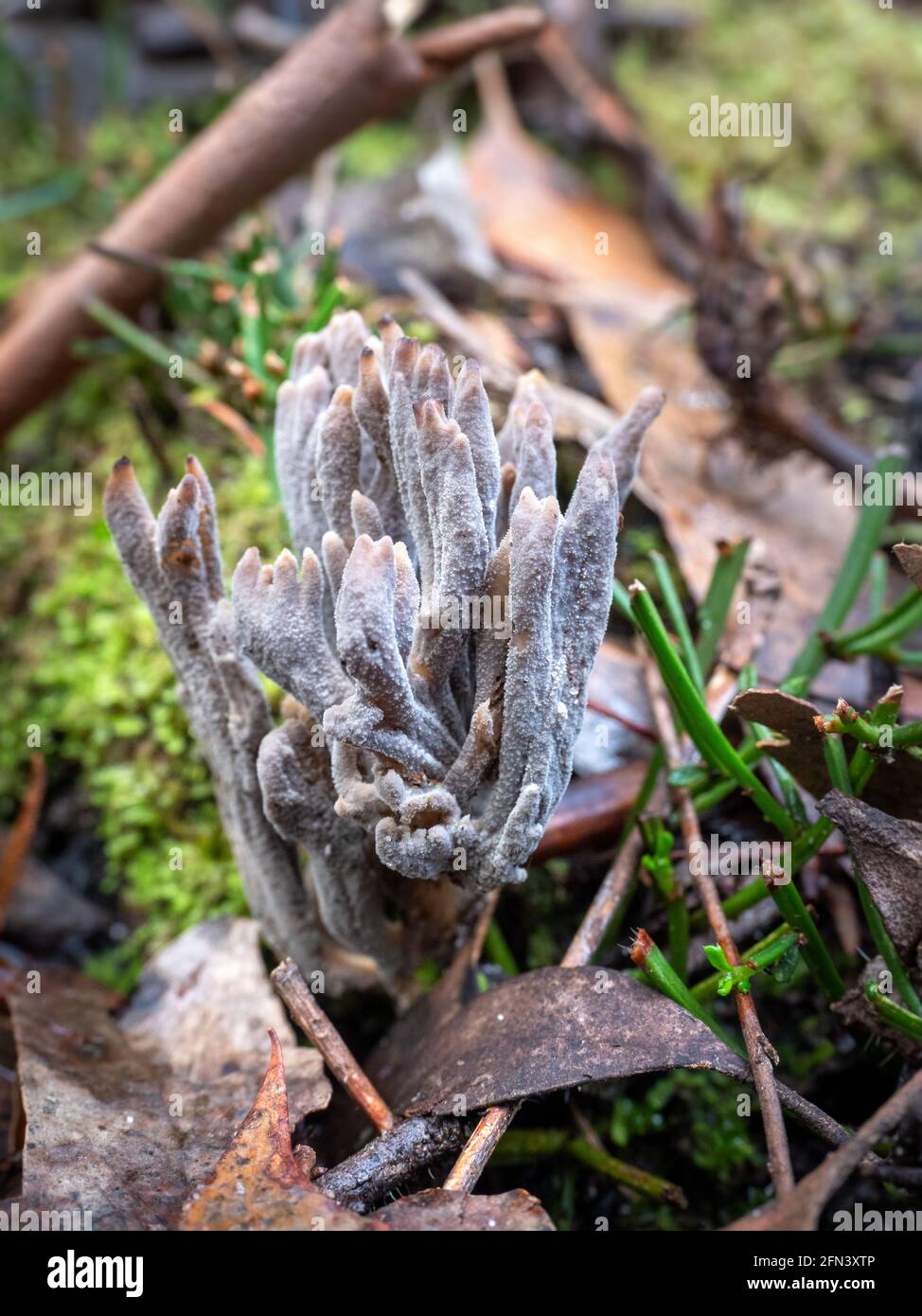 Clavulina tasmanica, fungo di corallo grigio, Victoria, Australia Foto Stock