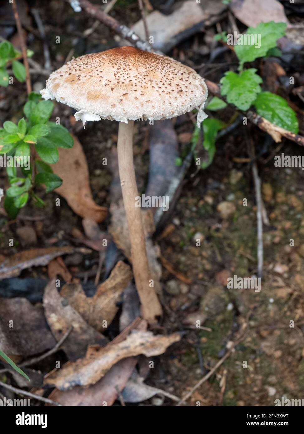 Macrolepiota clelandii, un fungo saprotrofico basidiomicete che cresce nel Parco Nazionale del promontorio di Wilsons, Australia Foto Stock