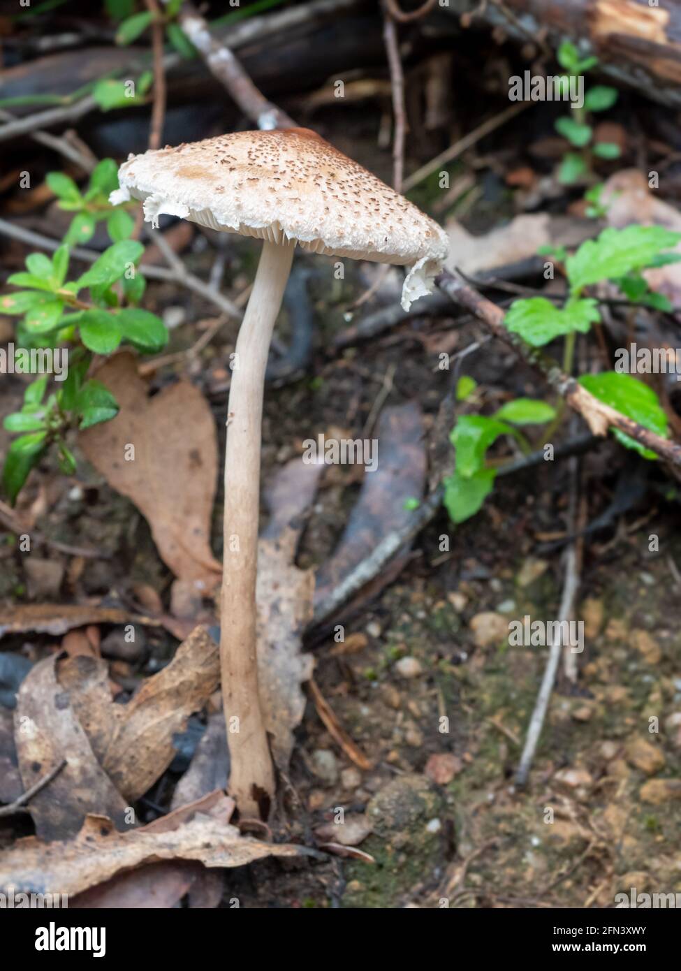 Macrolepiota clelandii, un fungo saprotrofico basidiomicete che cresce nel Parco Nazionale del promontorio di Wilsons, Australia Foto Stock