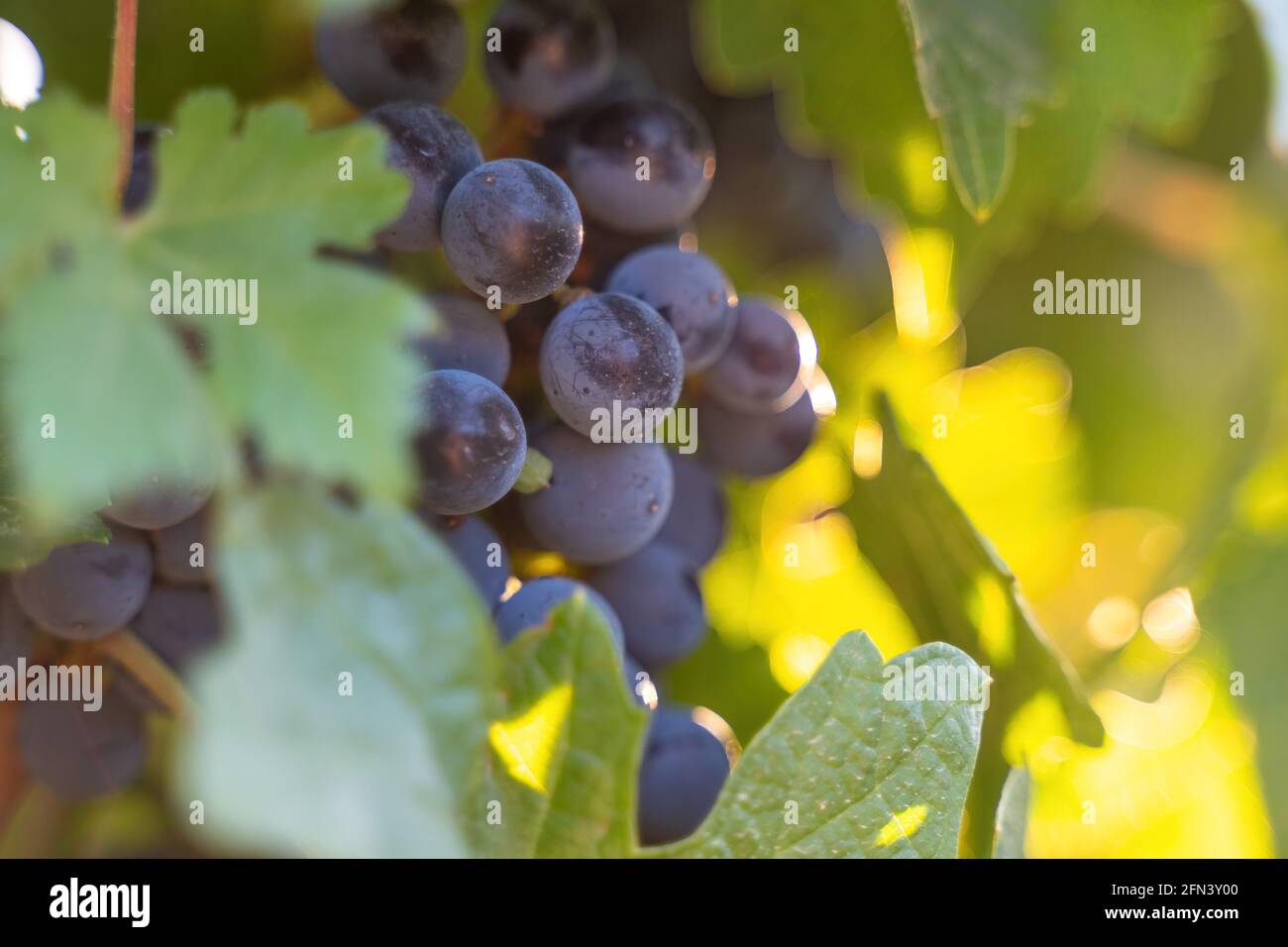 Uva blu matura che cresce in vigna al tramonto, fuoco selettivo. Vigneti uva al tramonto nella vendemmia autunnale. Concetto di vinificazione. Bellissima Foto Stock