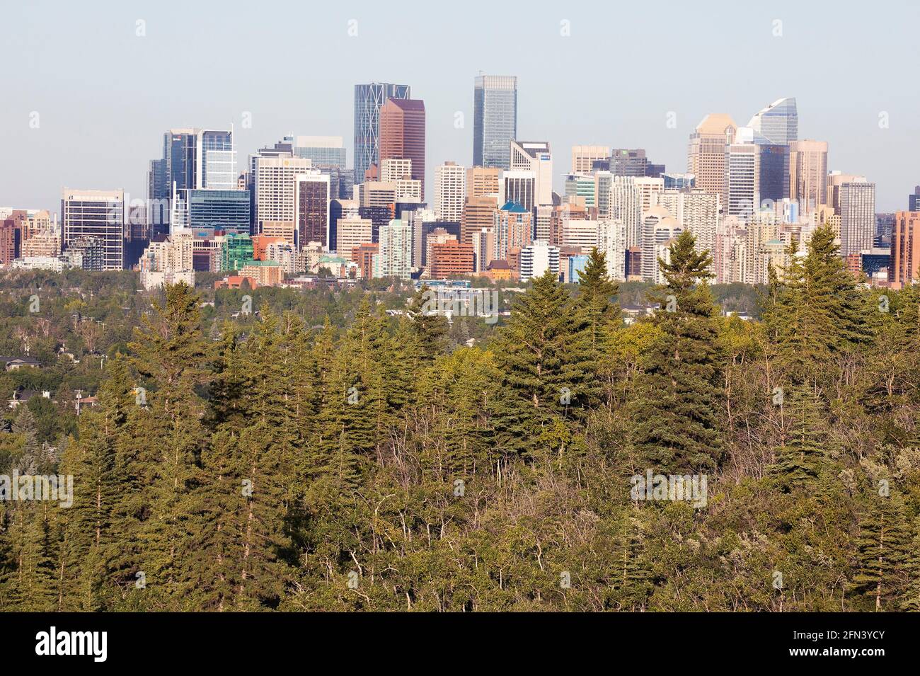 Lo skyline della città di Calgary con uno degli stand più orientali della foresta di abeti Douglas in Canada. Vista da ovest nel parco Edworthy. Foto Stock