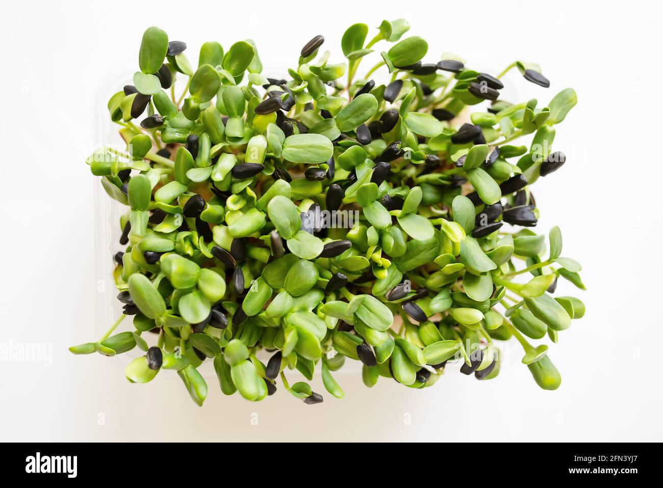 Micogreens germogli di girasole in scatola crescente. Riprese fresche di micro verde su sfondo bianco. Germogli di insalata micro per un'alimentazione sana, stile di vita vegano Foto Stock