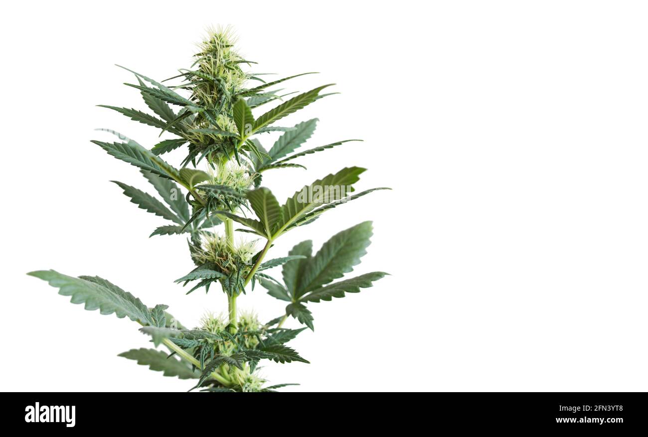 Pianta di cannabis isolata su sfondo bianco con spazio vuoto per il testo. Striscione con pianta di marijuana fiorente verde con grandi foglie, fiori, boccioli. CUL Foto Stock