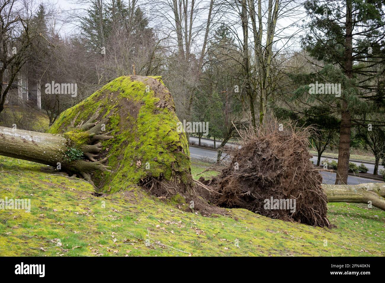Alberi caduti in un quartiere residenziale dopo una grave tempesta. Foto Stock