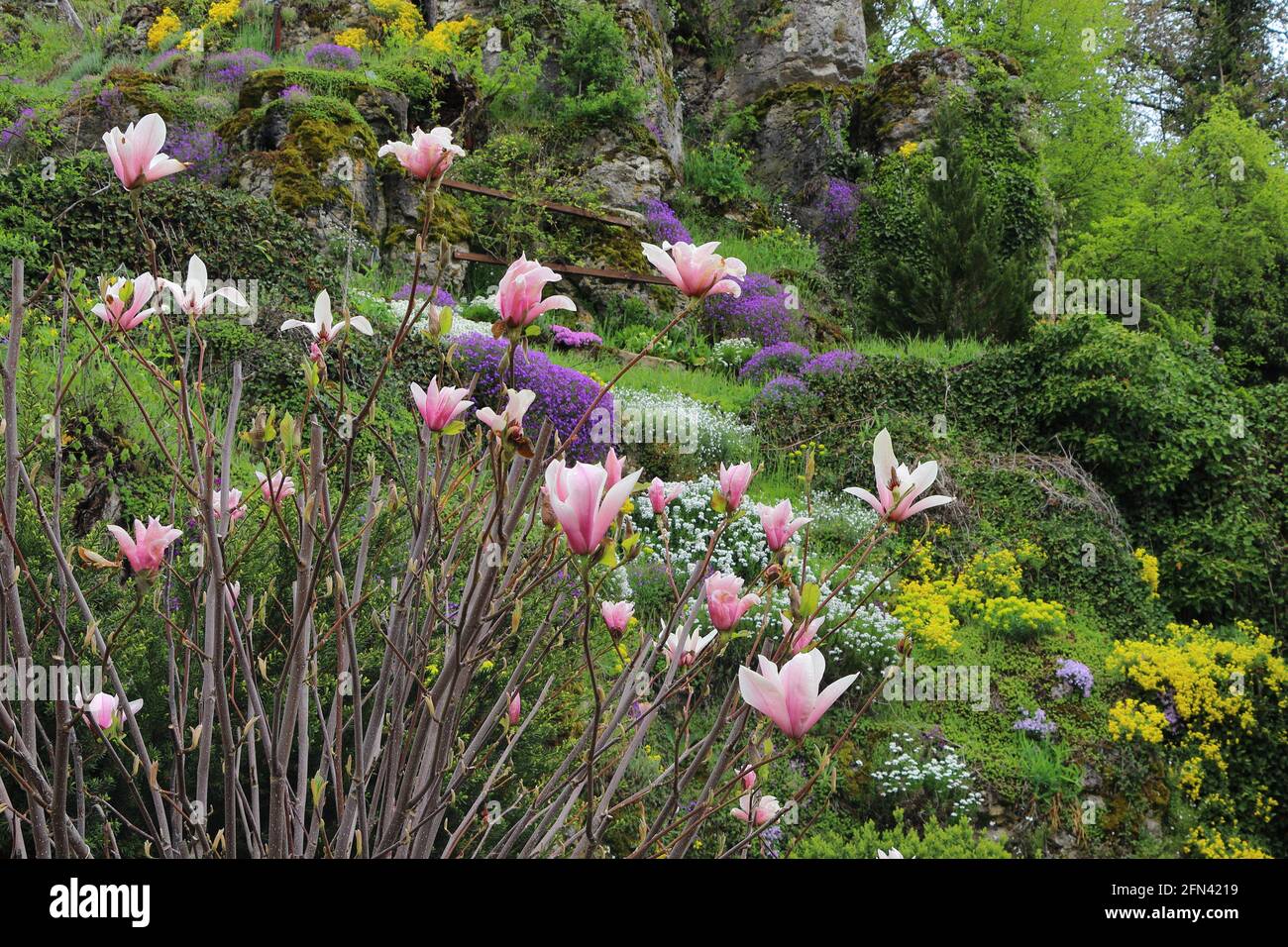 primo piano di magnolia fiorisce in un giardino Foto Stock