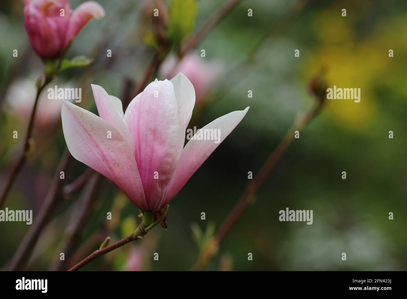 primo piano di magnolia fiorisce in un giardino Foto Stock