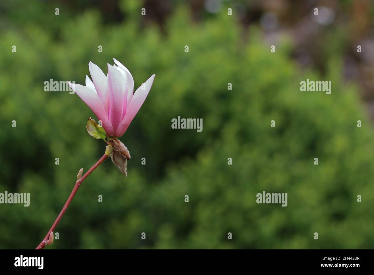 primo piano di magnolia fiorisce in un giardino Foto Stock
