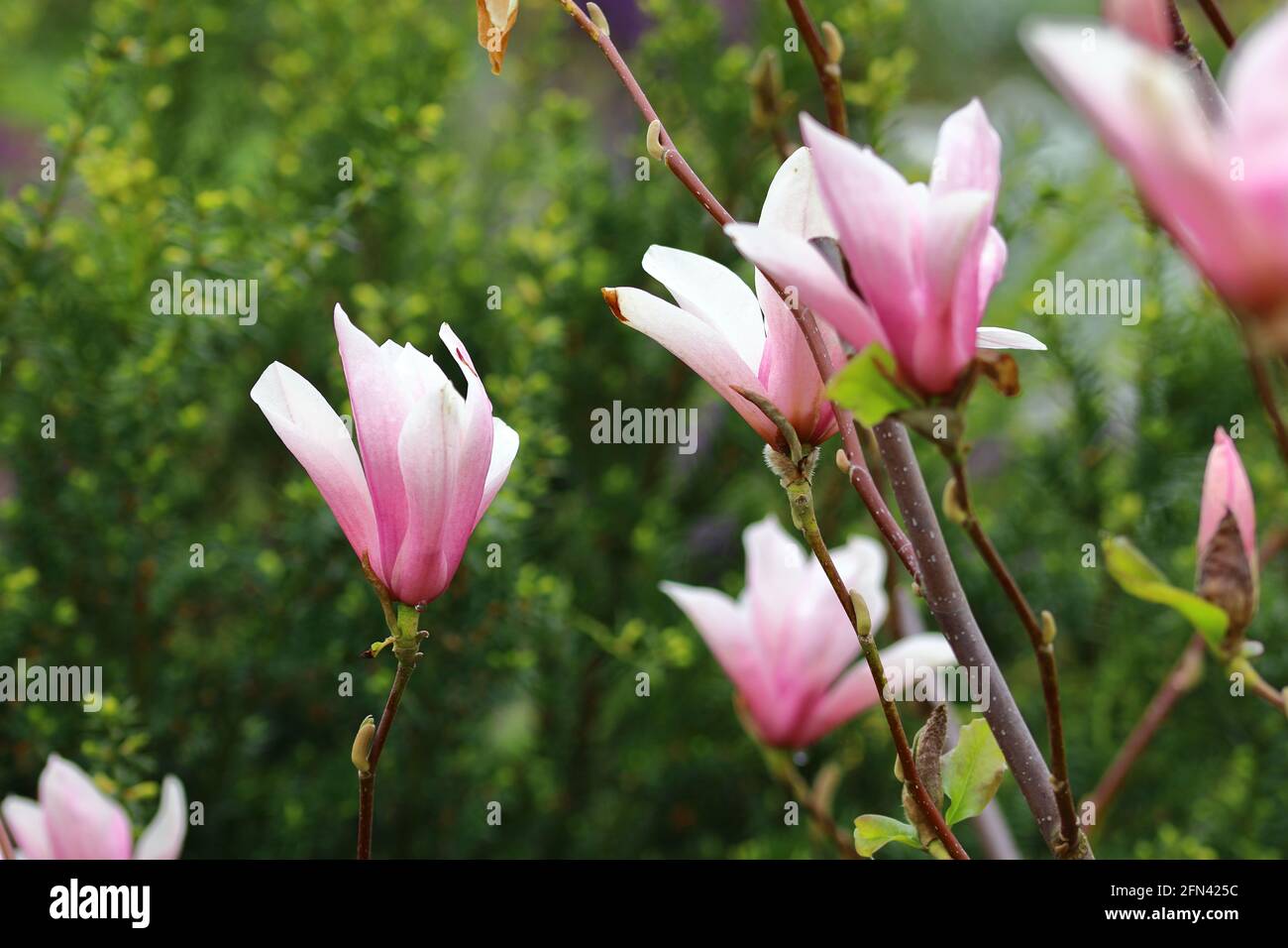 primo piano di magnolia fiorisce in un giardino Foto Stock