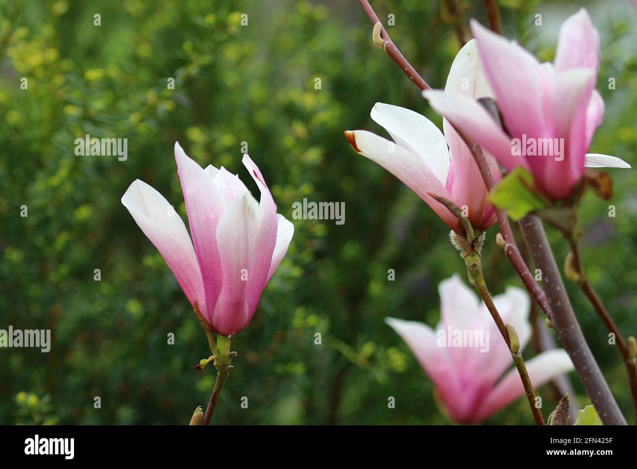 primo piano di magnolia fiorisce in un giardino Foto Stock