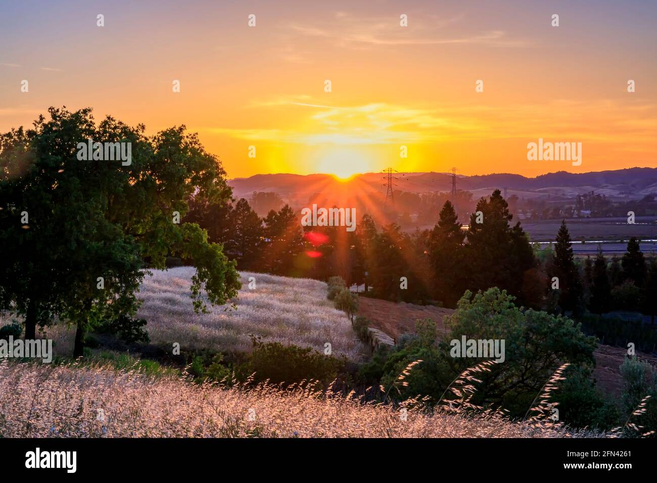 Paesaggio con una silhouette di alberi con luce solare al tramonto in un vigneto in primavera nella Napa Valley, California, Stati Uniti Foto Stock