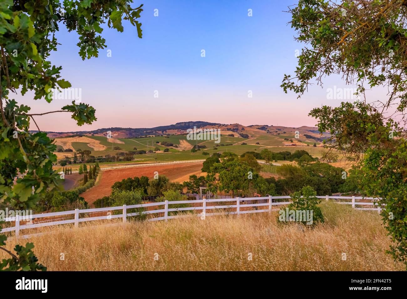 Paesaggio con colline e valli al tramonto in un vigneto in primavera nella Napa Valley, California, Stati Uniti Foto Stock