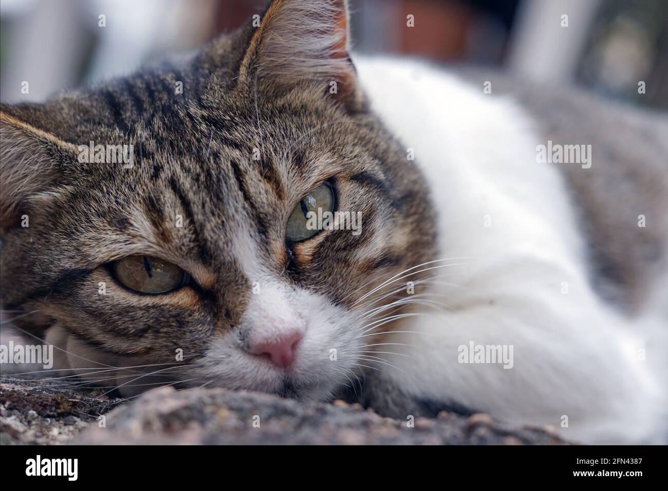 Bellissimo gatto pigro guarda la macchina fotografica. Il gatto nervoso si  sveglia mentre il fotografo scatta una foto di lui. Primo piano della  faccia del gatto Foto stock - Alamy