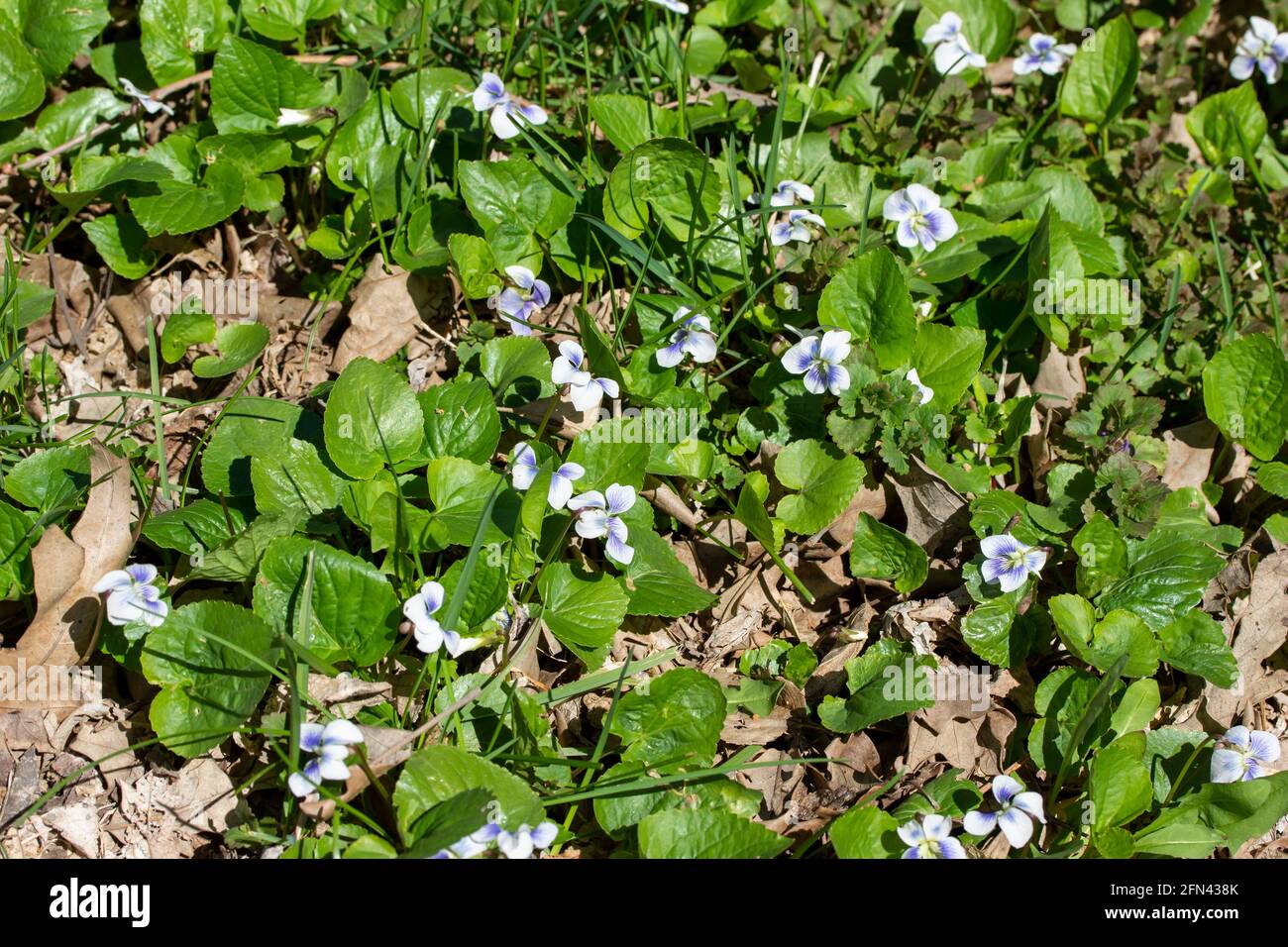 Questa immagine mostra uno sfondo di texture ravvicinato di violetti bianchi di bosco fiori selvatici (viola blanda) che fioriscono in un burrone boscoso in piena luce del sole. Foto Stock