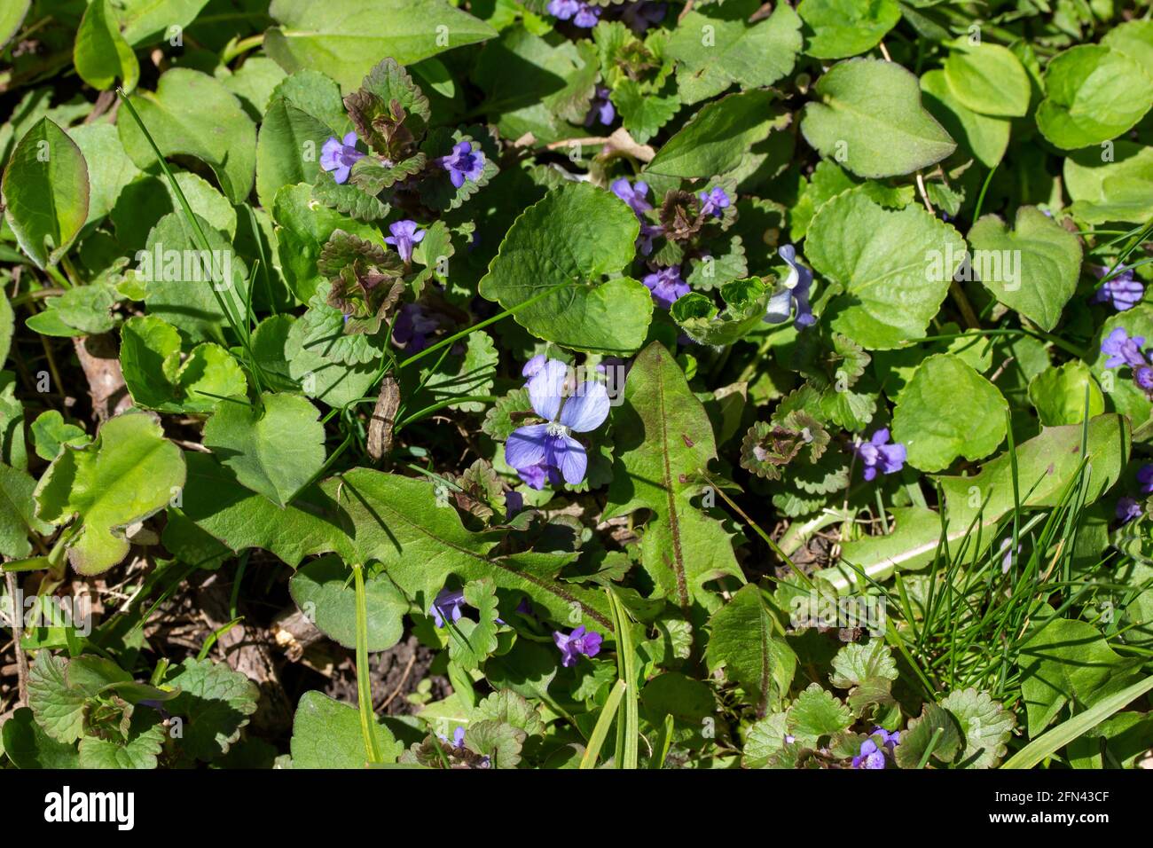 Questa immagine mostra uno sfondo texture di comuni violette blu, Charlie strisciante, e dente di leone che cresce in un prato verde soleggiato residenziale. Foto Stock
