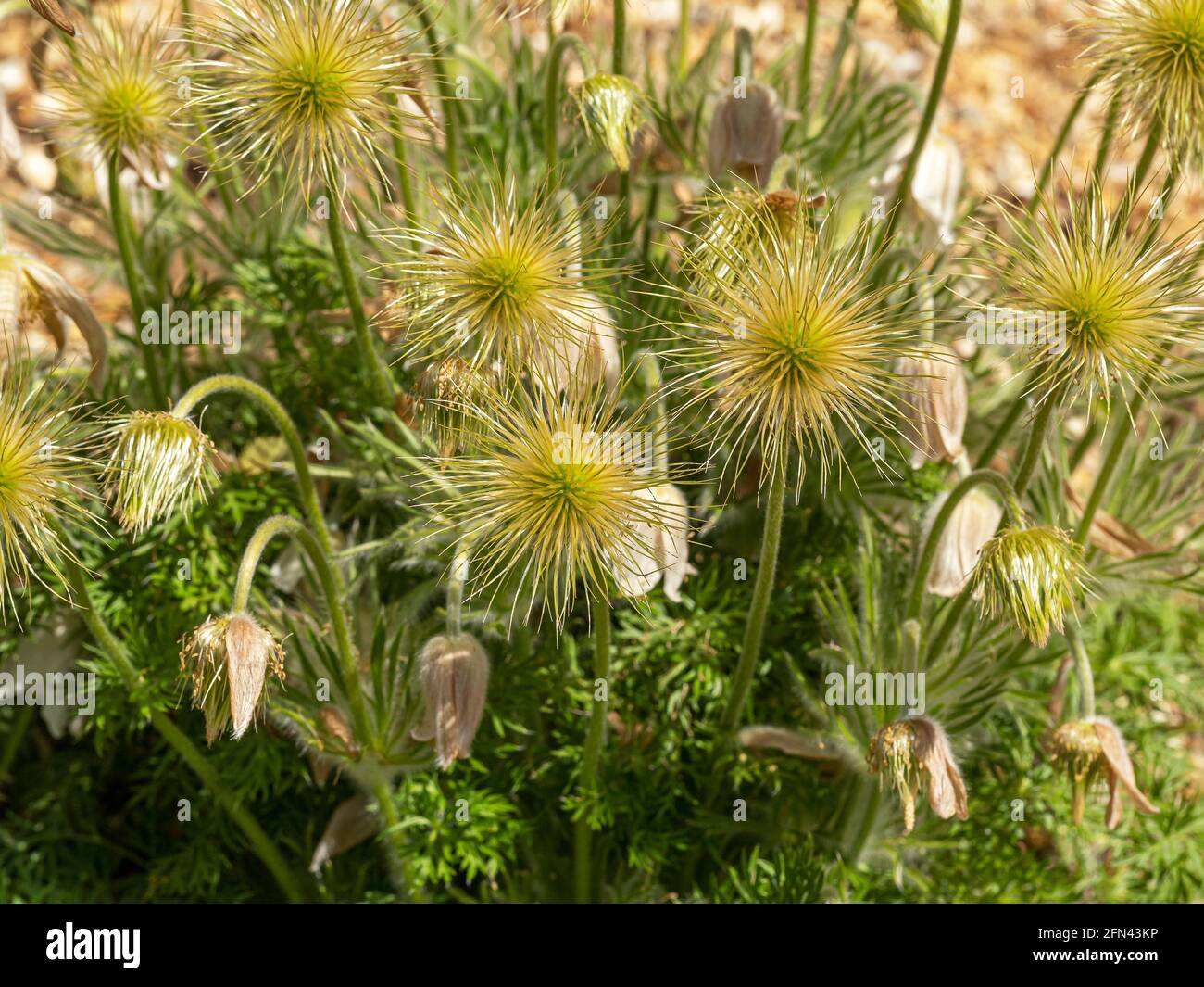 Pasque fiore semi teste in un giardino Foto Stock
