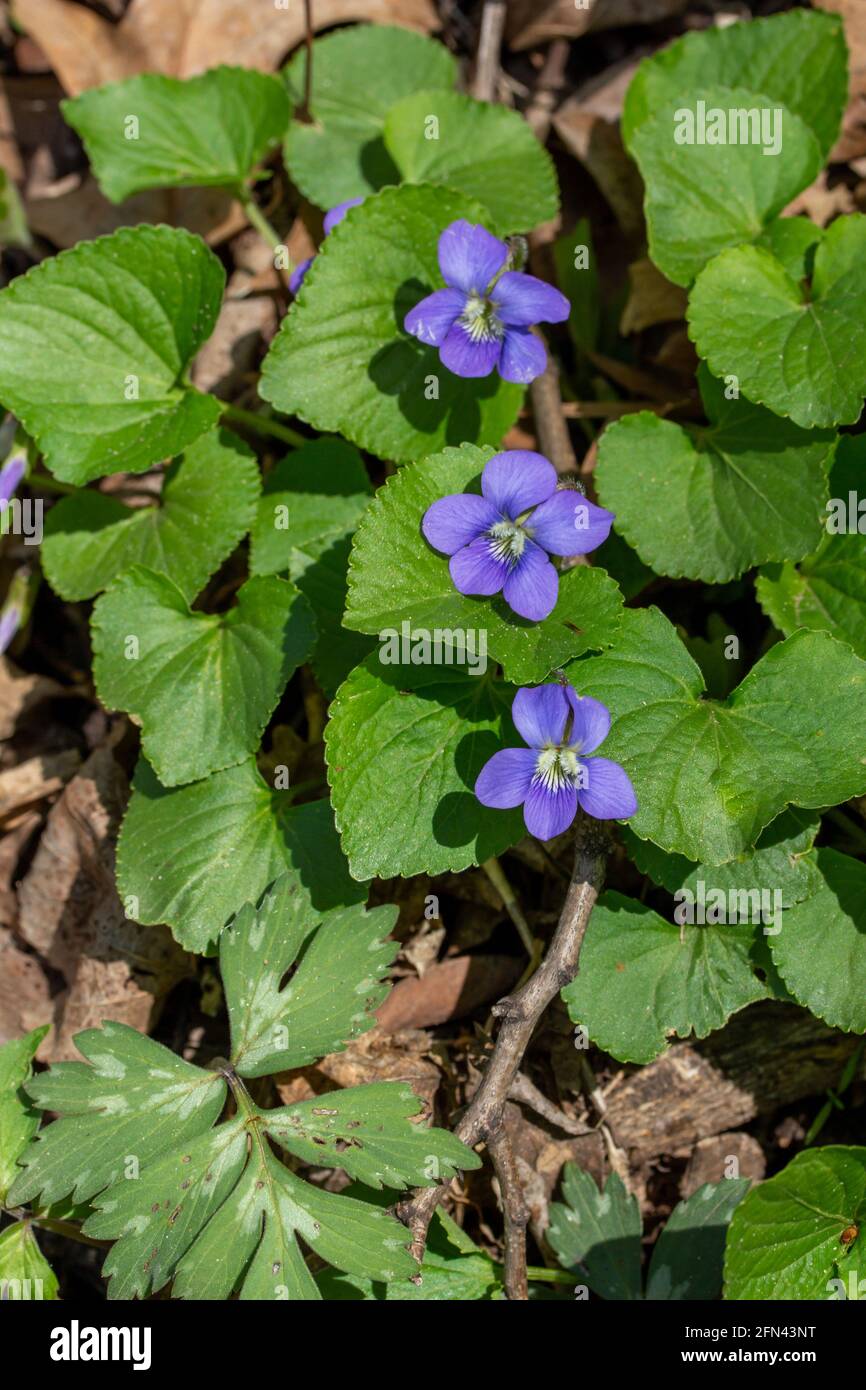 Titolo questa immagine mostra uno sfondo a trama ravvicinata di violetti blu comuni fiori selvatici (viola sororia) che fioriscono in un burrone boscoso soleggiato. Foto Stock
