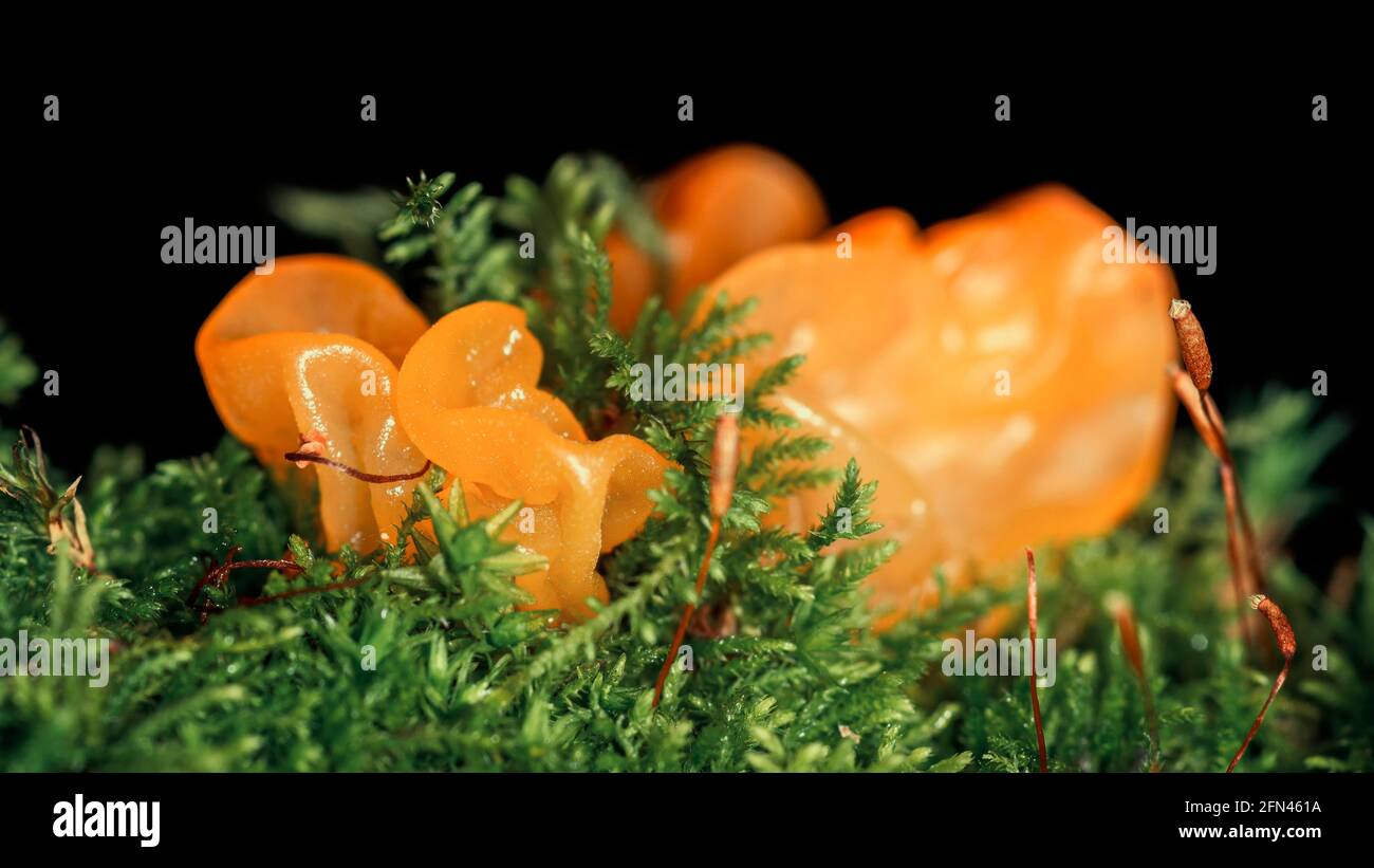 Tremella mesenterica fungo o cervello giallo, gelatina d'oro fungo, streghe 'burro tra muschio, super macro Foto Stock