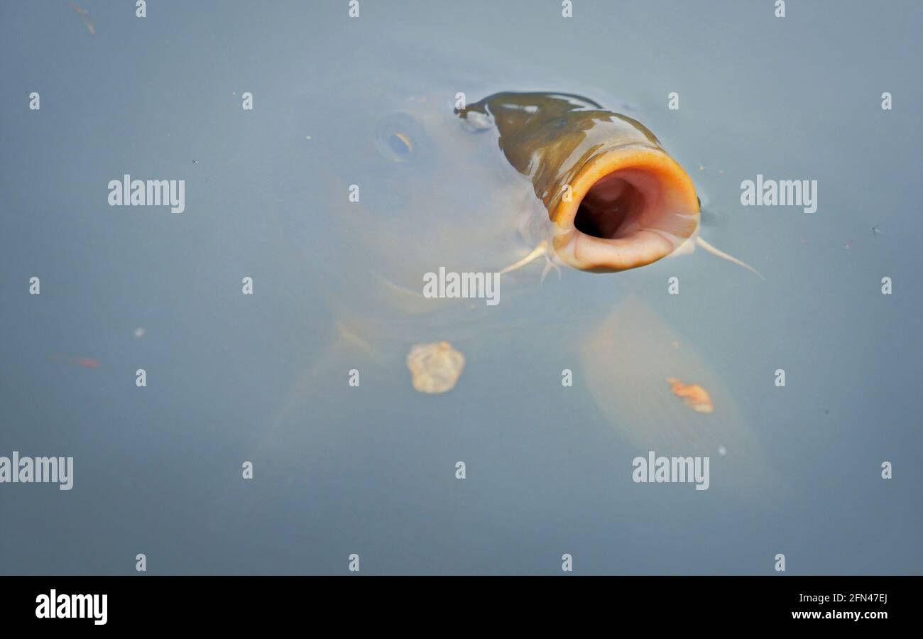 Un bel pesce giapponese da sotto l'acqua. Un pesce affamato a bocca aperta in cerca di cibo. Fotografia naturalistica su un lago. Foto Stock