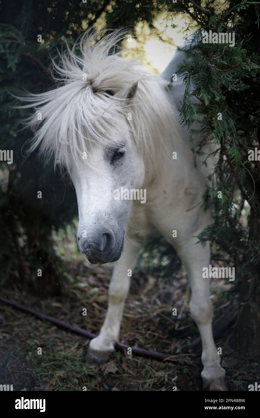 Il pony pazzo e bianco si scuote. Carino pony tra i rami graffia la schiena. Foto Stock