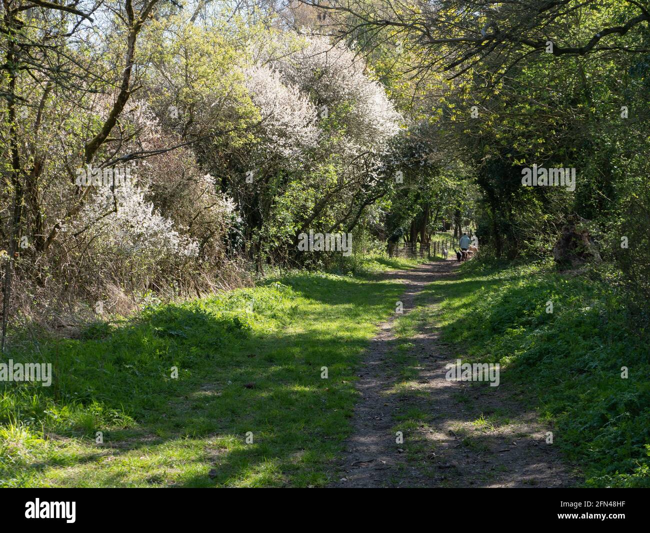 Un percorso alberato in sole primaverile, popolare tra gli escursionisti di cani vicino Upton Scudamore, Wiltshire, Inghilterra, Regno Unito. Foto Stock