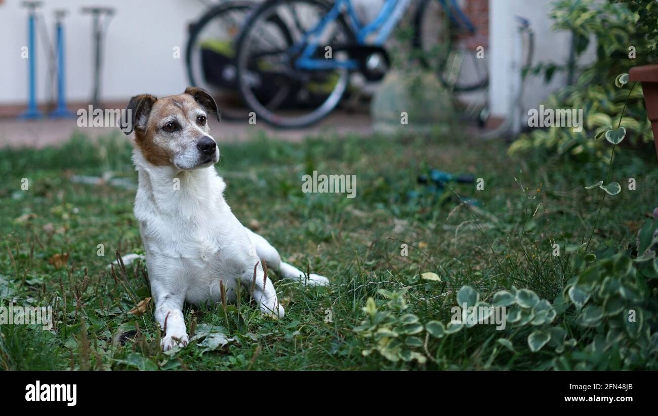 Il curioso e carino Jack russell terrier seduto sull'erba. Carino cane bianco sdraiato in giardino. Guardia animale e amico dell'uomo. Foto Stock