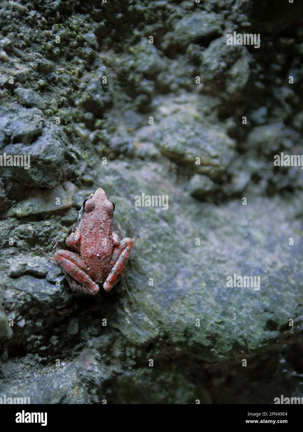 Carino rana rosa minuscola in una grotta fredda e scura Foto Stock