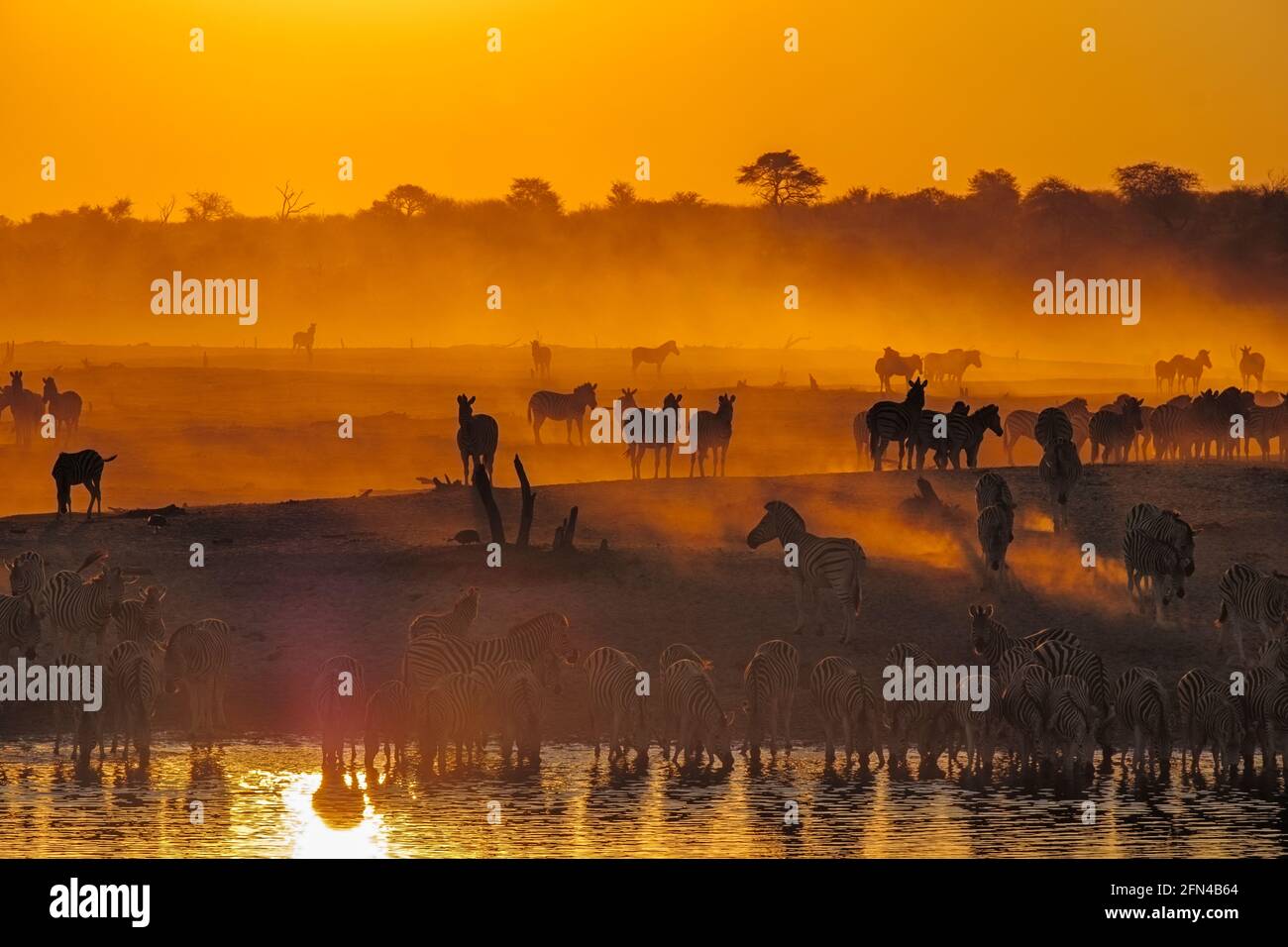 Zebra gregge (Equus burchellii) bevande al waterhole al tramonto. Makgadikgadi Pan, Botswana Foto Stock