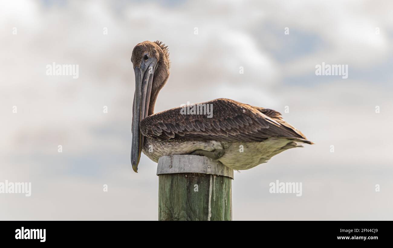 Arrostimento pelicano marrone sulla cima di un palo di banchina di legno contro cielo nuvoloso primo piano Foto Stock