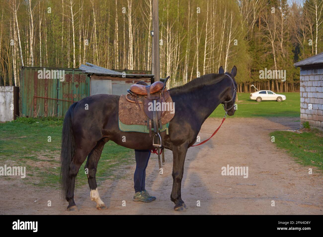 Un cavallo saddled si trova su una strada di campagna, una ragazza si trova dietro il cavallo, solo le sue gambe sono visibili. Foto Stock