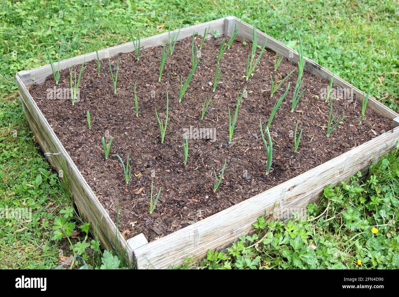 Giovani piante di cipolla Foto Stock