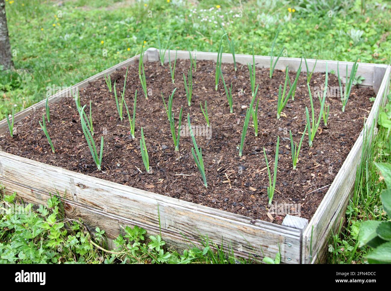 Giovani piante di cipolla Foto Stock