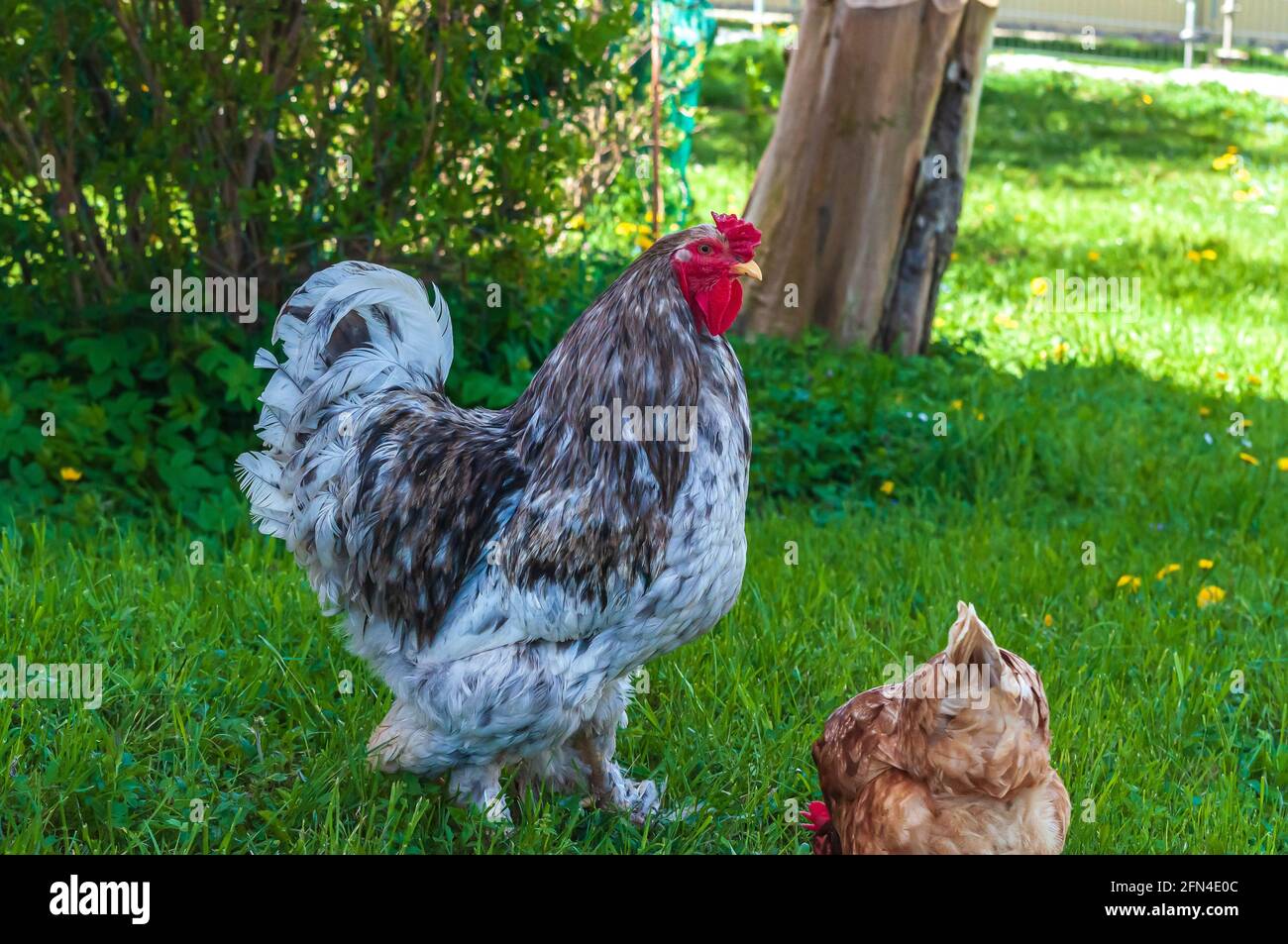 Primo piano di un gallo di cochin grigio e gallina marrone camminare su erba verde Foto Stock