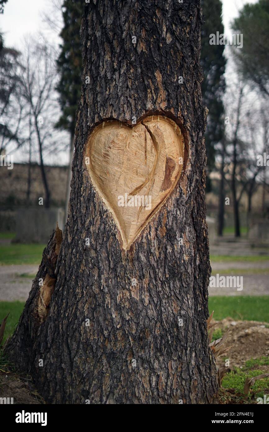 Grande cuore scolpito sulla corteccia di un albero morto. Monumento all'amore per gli alberi e la natura. Gesti romantici a Verona, la città dell'amore. Carving del cuore. Foto Stock