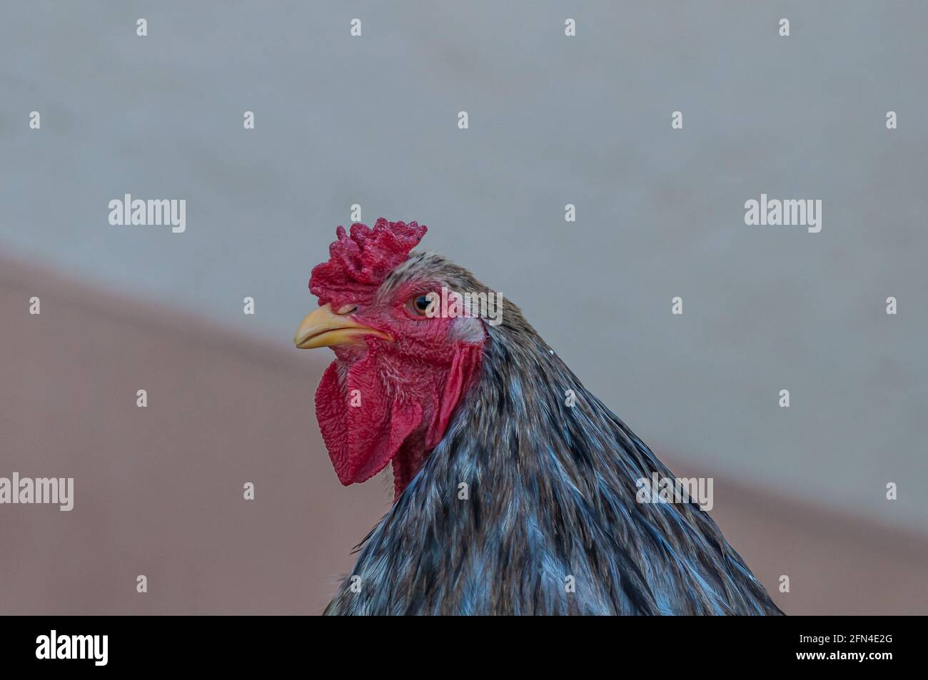 Primo piano della testa grigia del gallo cochin Foto Stock