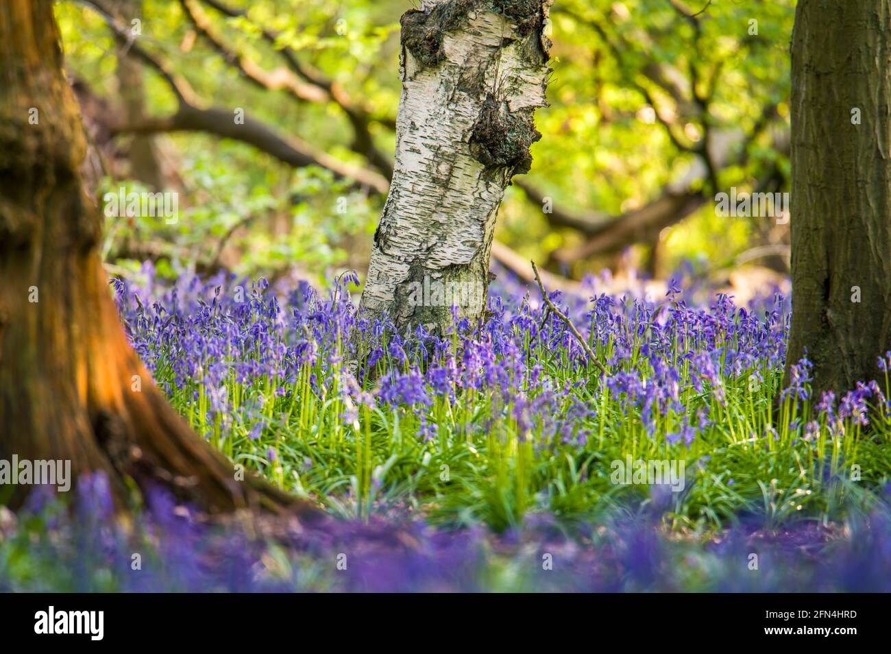 Un albero nella foresta circondato da bluebells Foto Stock