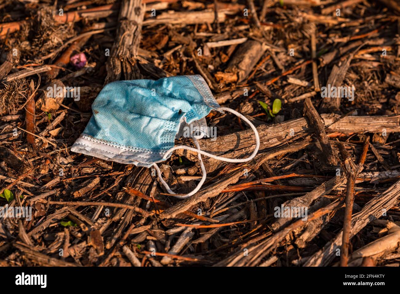 Una maschera chirurgica si trova nella sottobosco di una natura riserva e inquina la natura Foto Stock