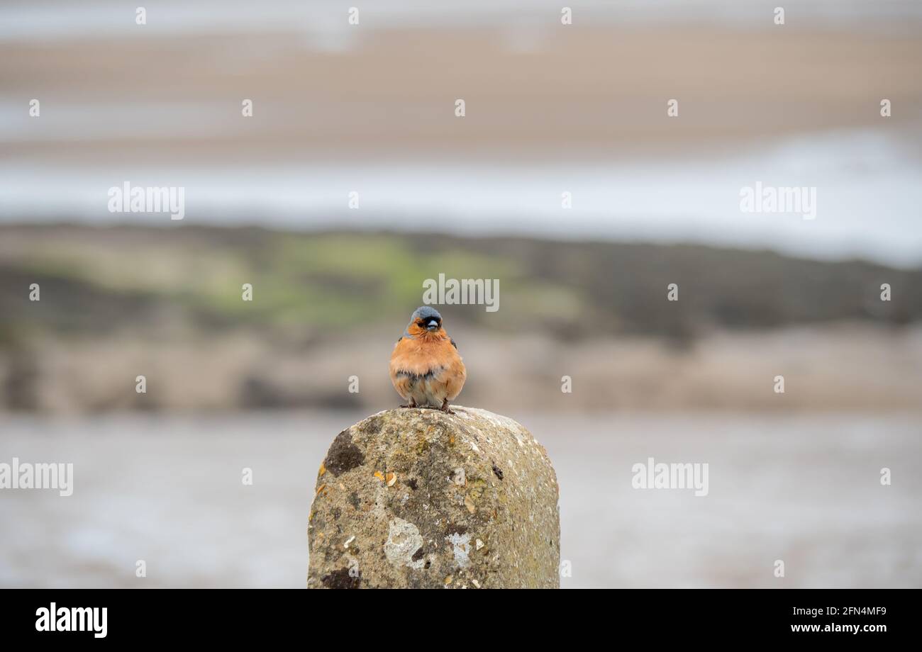 Il paracadutio su un montante anteriore rivolto verso la fotocamera, vale a dire le coelette Fringilla. Foto Stock