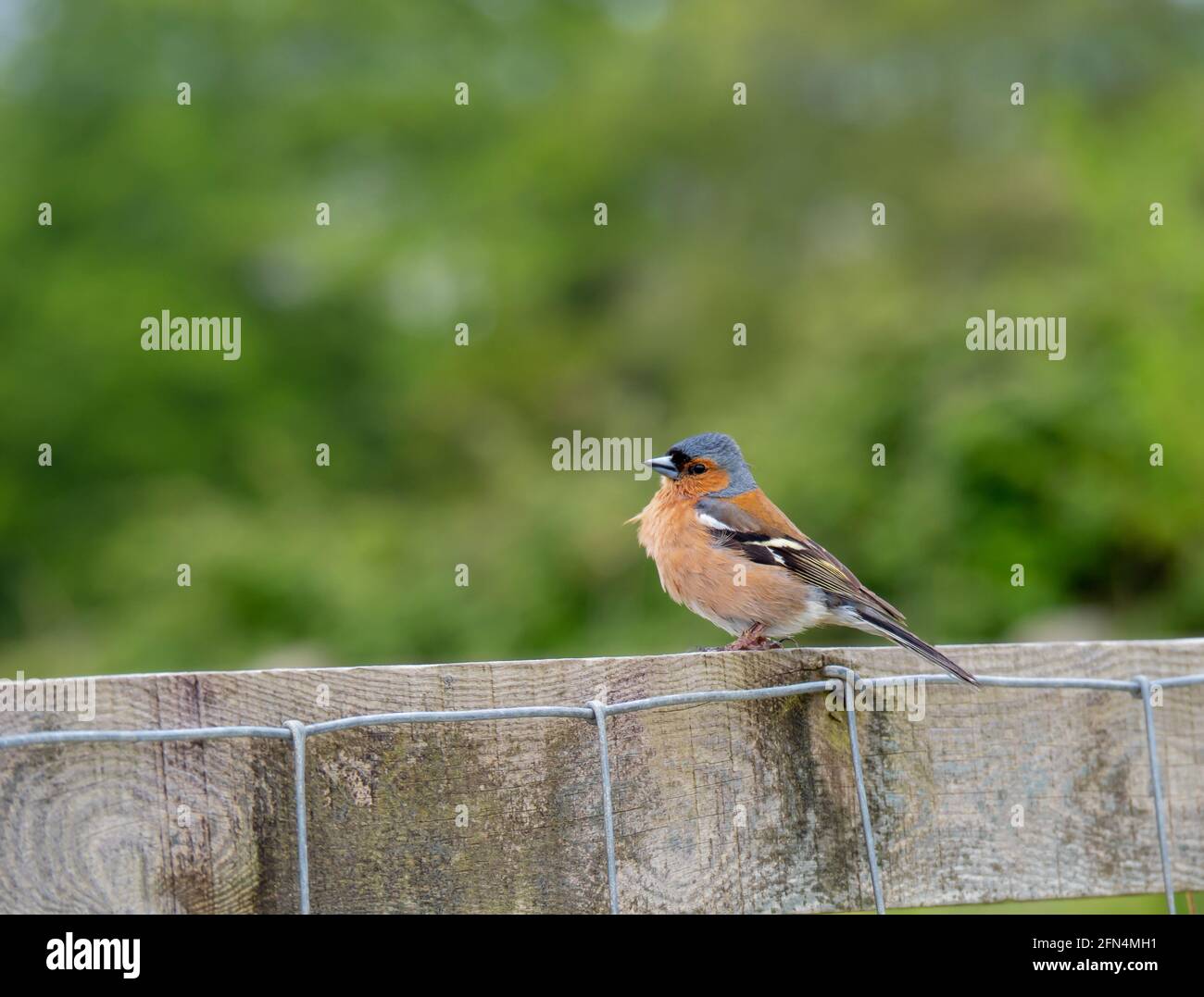 Chaffinch su una recinzione vale a dire Fringilla coelebs. Foto Stock