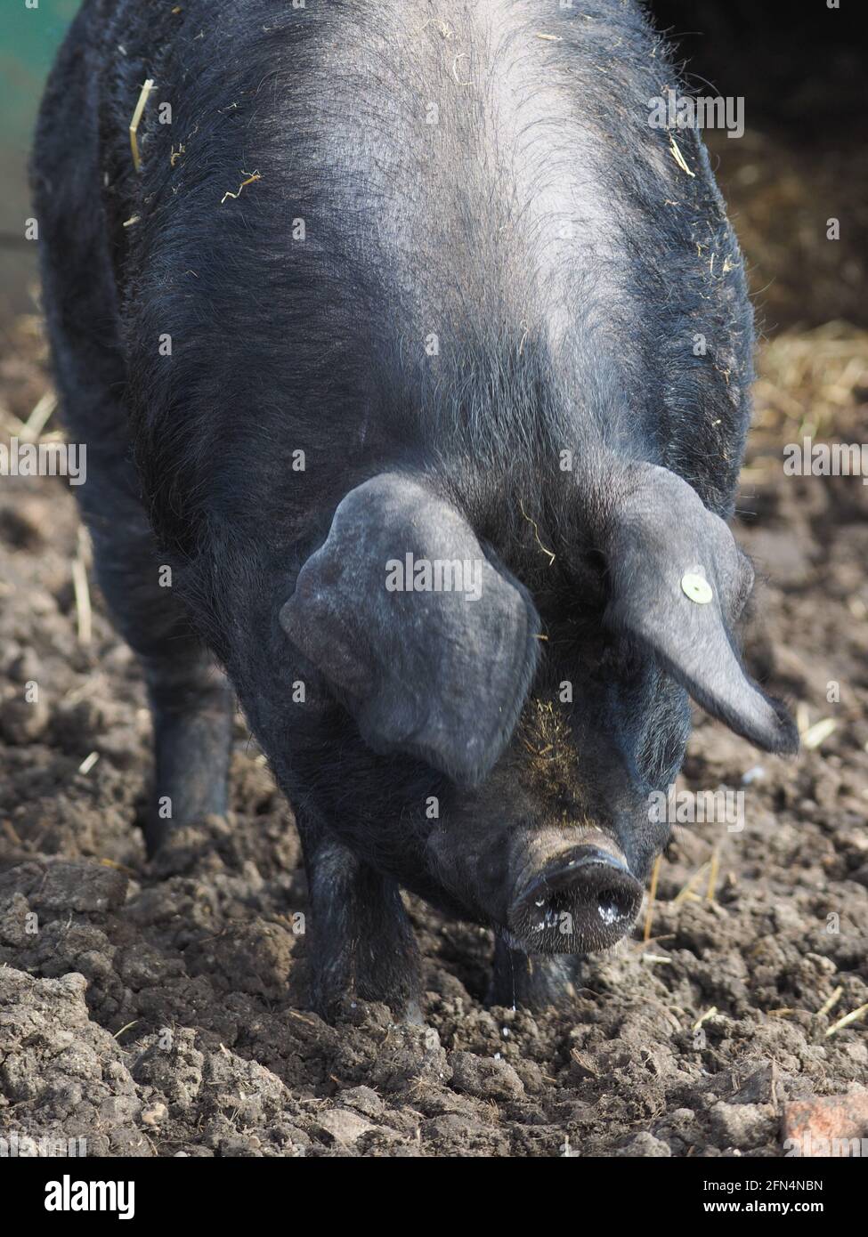 Un colpo di testa di un maiale nero Suffolk di razza rara Foto Stock