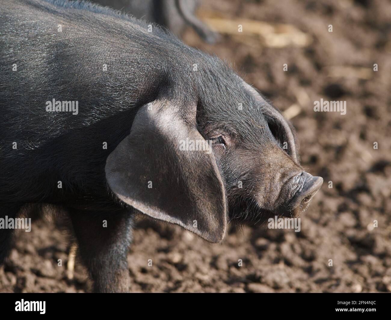 Un colpo di testa di un maiale nero Suffolk di razza rara Foto Stock